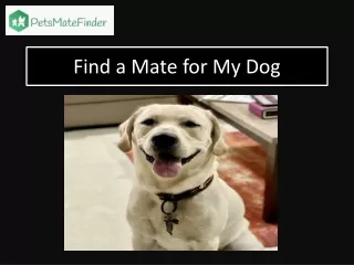 Find a Mate for My Dog
