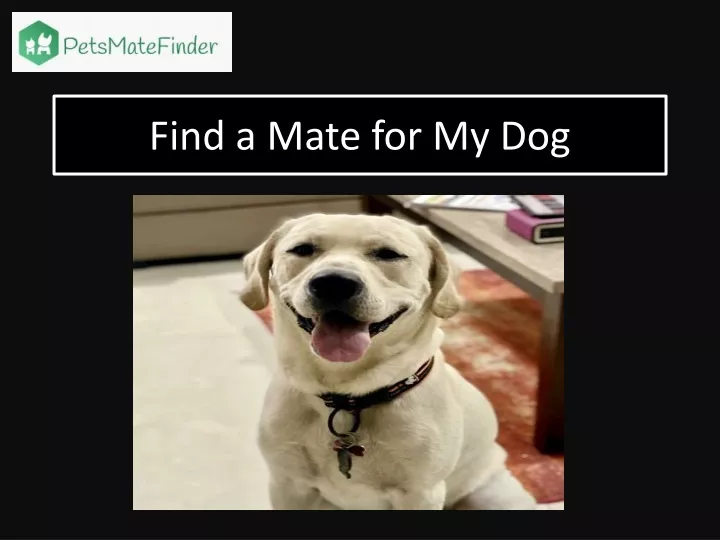 find a mate for my dog