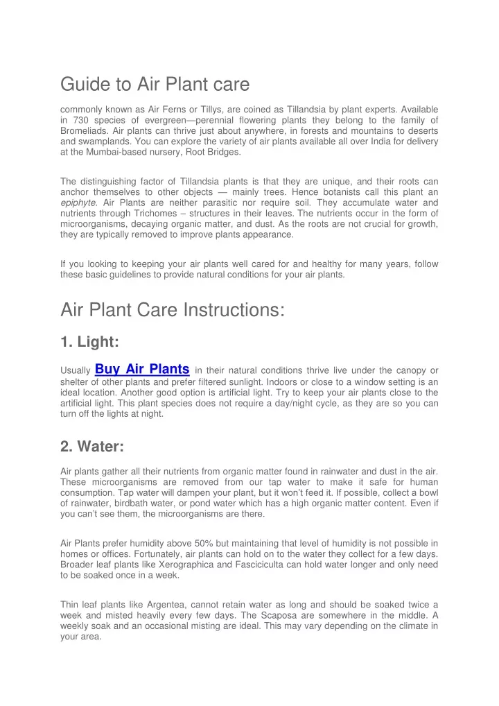 guide to air plant care