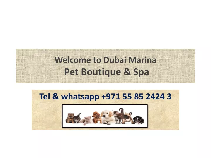 welcome to dubai marina pet boutique spa