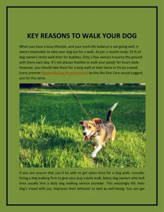key reasons to walk your dog