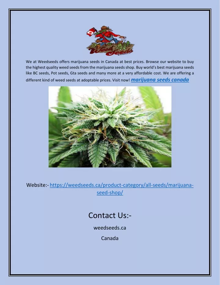 we at weedseeds offers marijuana seeds in canada