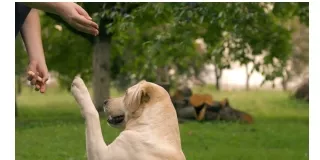 Is Doggy Daycare a Good Option For Your Four Legged Companion