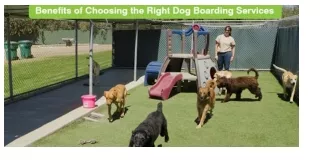 What are the Different Benefits of Dog Boarding and Kennel Services