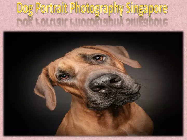 dog portrait photography singapore