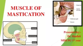 MUSCLE OF MASTICATION
