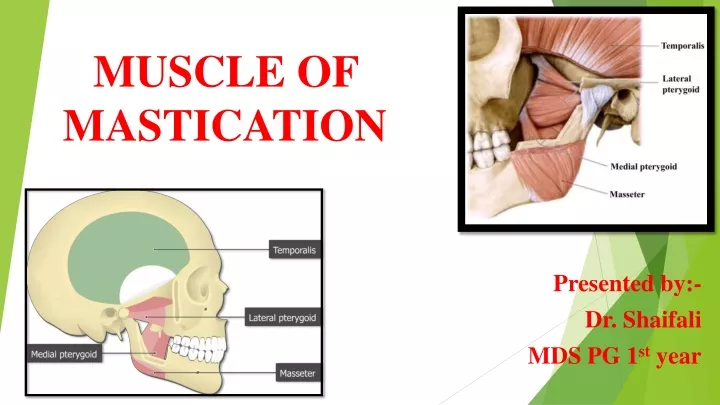 muscle of mastication