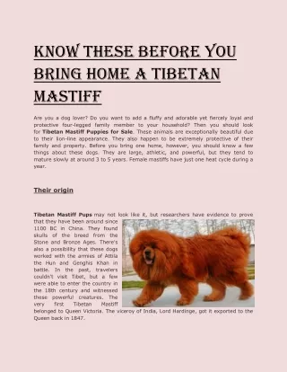 Know These Before You Bring Home a Tibetan Mastiff