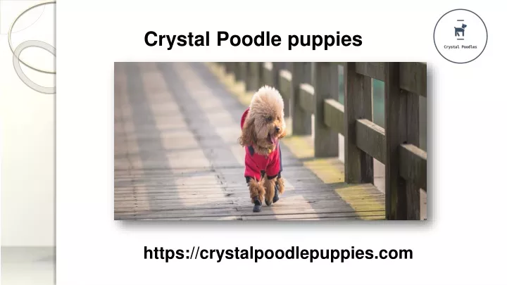 crystal poodle puppies