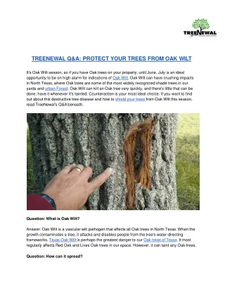 treenewal q a protect your trees from oak wilt