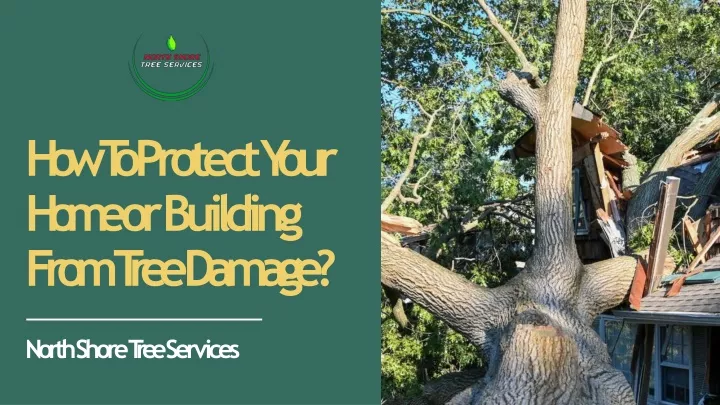 how to protect your home or building from tree