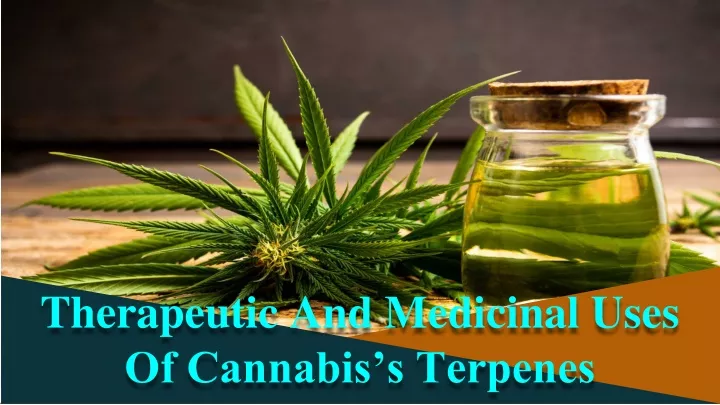 therapeutic and medicinal uses of cannabis s terpenes