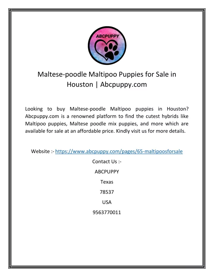 maltese poodle maltipoo puppies for sale