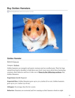 buy golden hamsters
