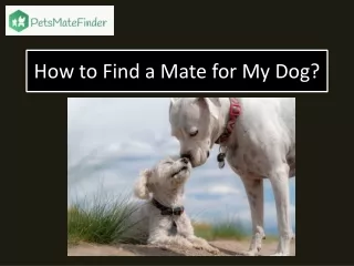 How to Find a Mate for My Dog?