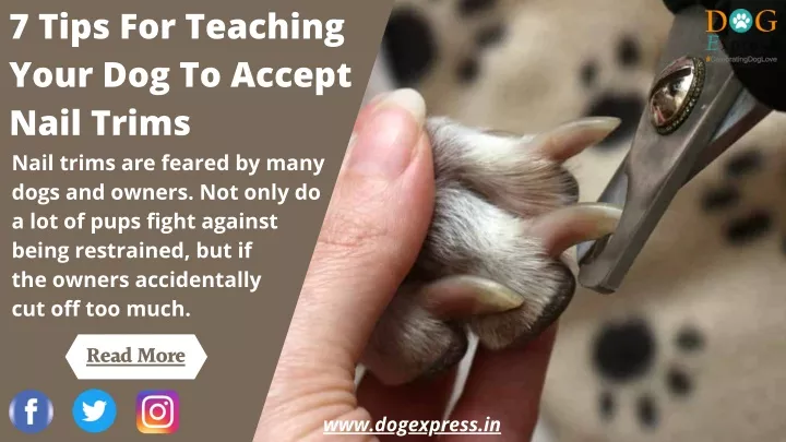 7 tips for teaching your dog to accept nail trims