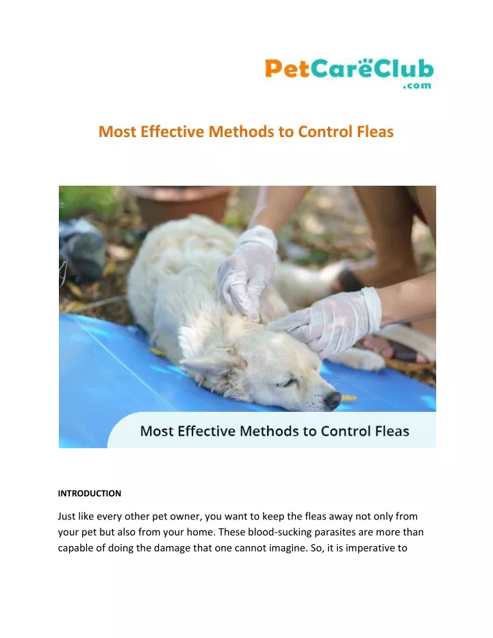 most effective methods to control fleas