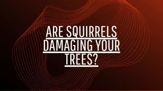 are squirrels damaging your trees