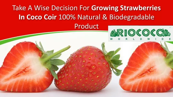 take a wise decision for growing strawberries in coco coir 100 natural biodegradable product