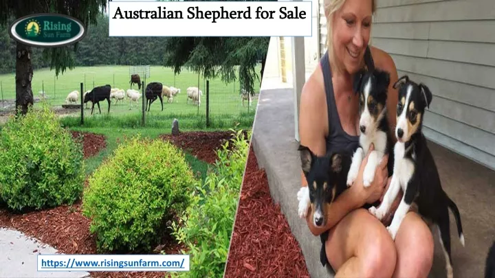 australian shepherd for sale