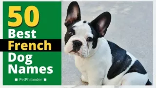 Top 50 best french dog names with meaning 2021 !  Unique dog names ! Pet names