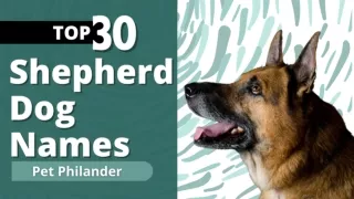 Top 30 German Shepherd Dog Names of 2021 by Popularity ! Unique Dog Names