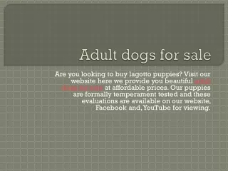 Adult dogs for sale