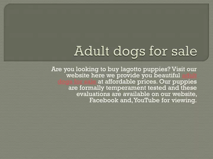 adult dogs for sale