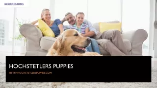 How Pets For Home Puppies Are Beneficial For Kids Who Grow Up With Them Know Here