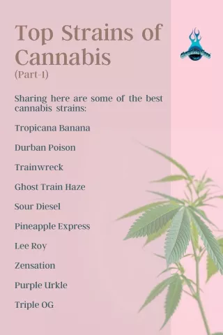 top strains of cannabis part 1