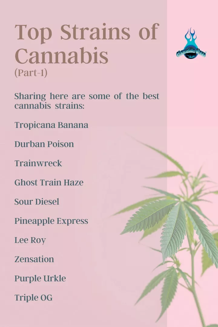 top strains of cannabis part 1