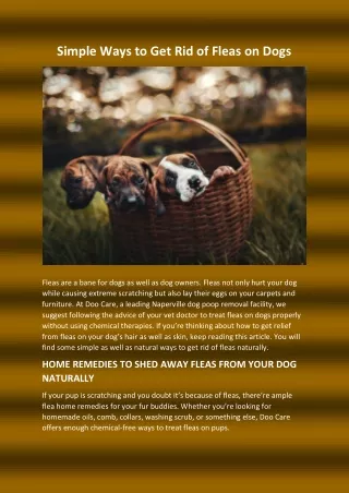 simple ways to get rid of fleas on dogs