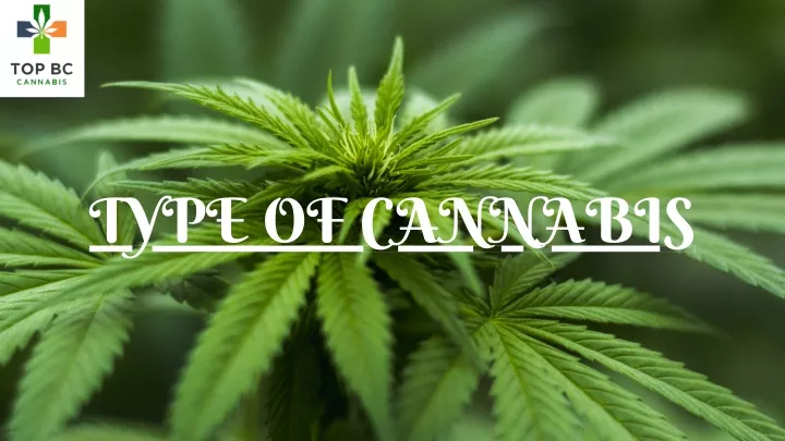 type of cannabis