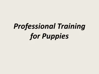 professional training for puppies