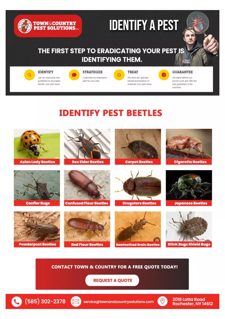 PPT - Syracuse termite control | Buffalo Pest Control PowerPoint ...