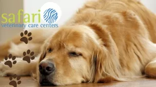 Pet care tips: How to prevent IVDD in Dogs