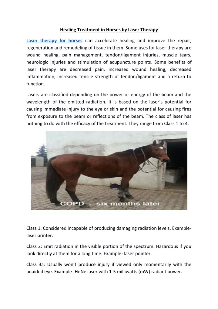 healing treatment in horses by laser therapy