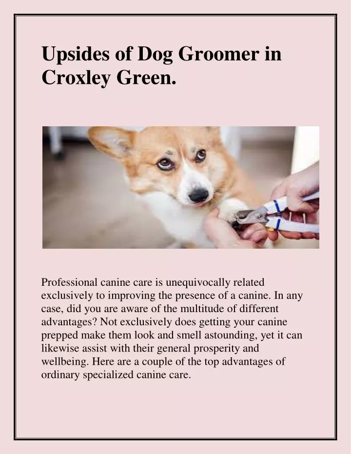 upsides of dog groomer in croxley green