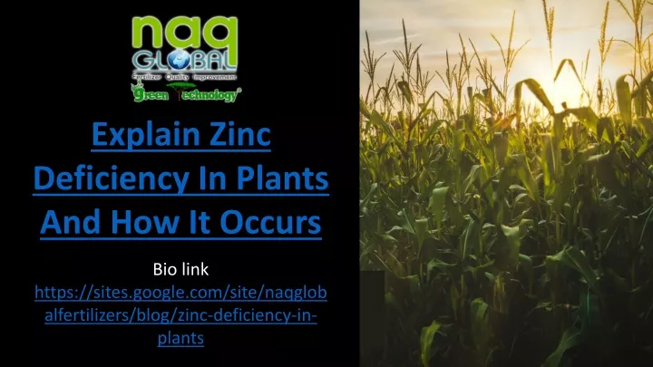 explain zinc deficiency in plants