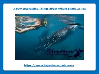 A Few Interesting Things about Whale Shark La Paz