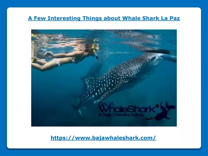 a few interesting things about whale shark la paz