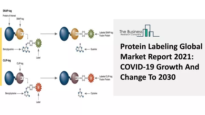 protein labeling global market report 2021 covid