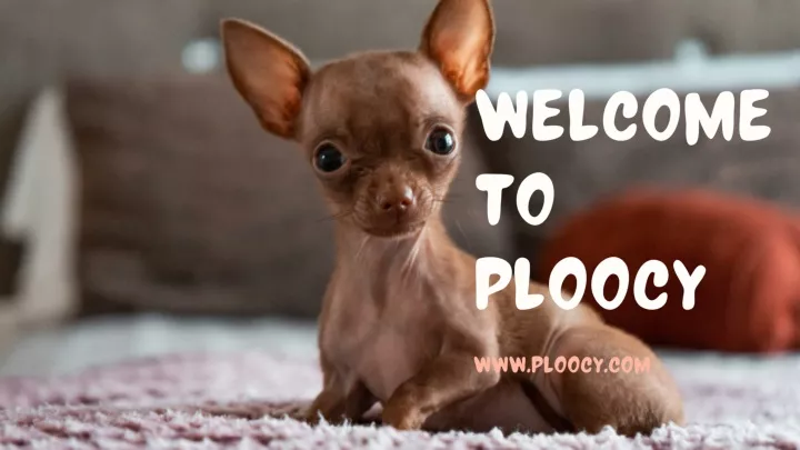 welcome to ploocy