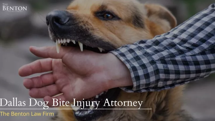 dallas dog bite injury attorney the benton