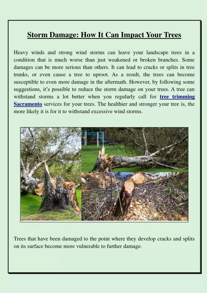 storm damage how it can impact your trees