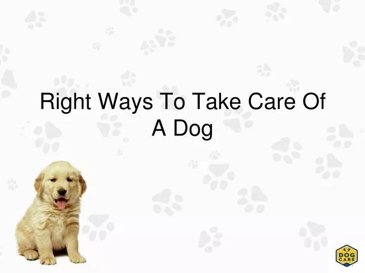 right ways to take care of a dog