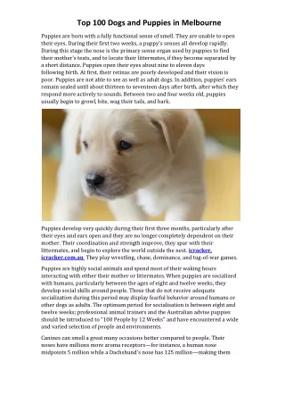 Top 100 Dogs and Puppies in Melbourne-converted