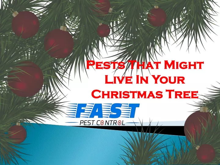 pests that might live in your christmas tree