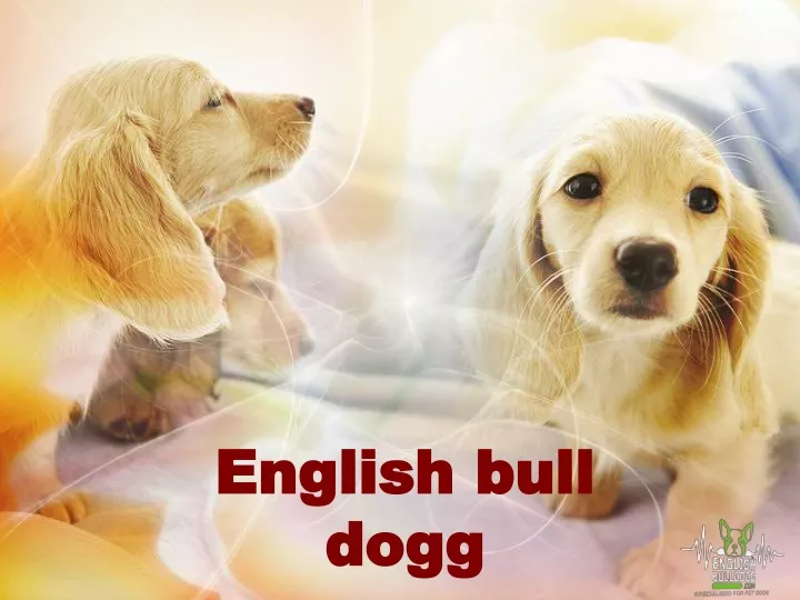 english english bull dogg dogg
