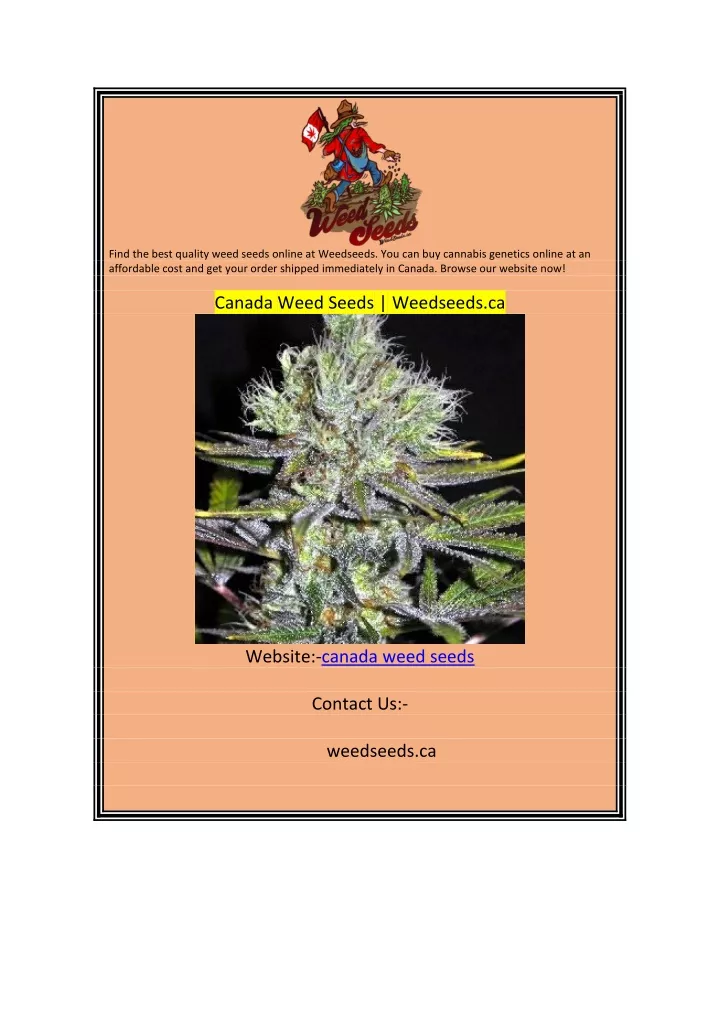 find the best quality weed seeds online